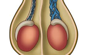 معجون واریکوسل وارداتی/طب سنتی هندی ایرانی با ده گرم ژل رویال
